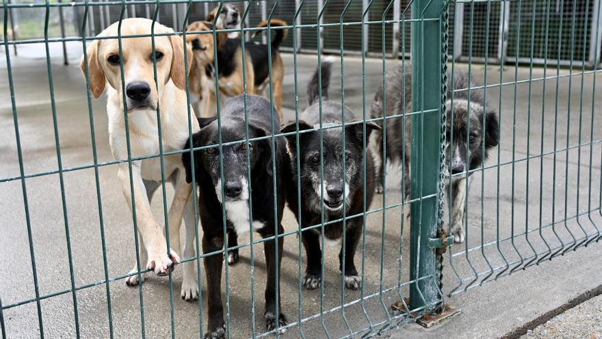 Nuevo reto de Os Pallleiros: llevar a sus perros al campo del Pontevedra C.F.