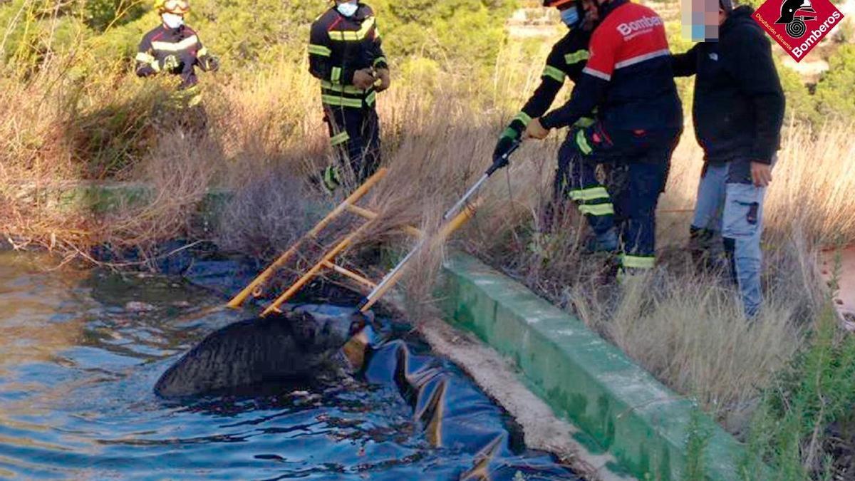 Rescatan a un jabalí que había caído a una balsa de riego de Calp