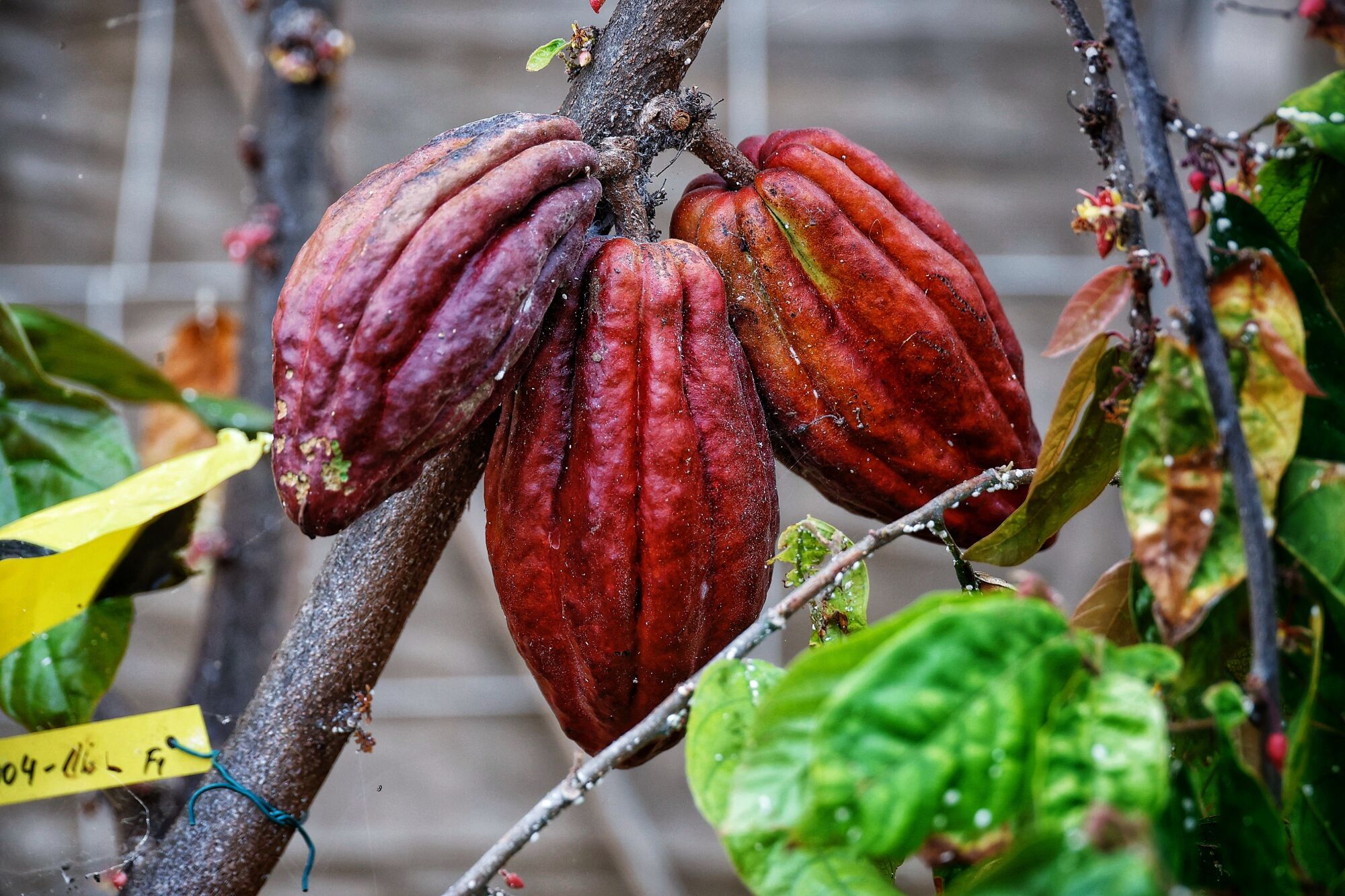 Finca de cacao en Valle de Guerra