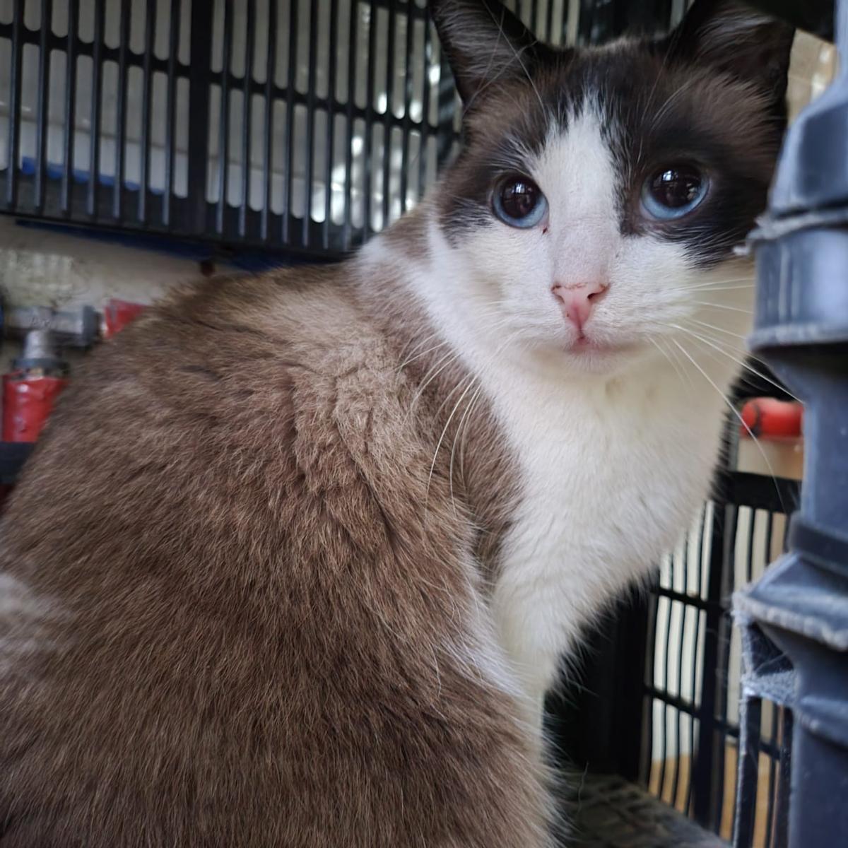 Suga también busca una familia de adopción.