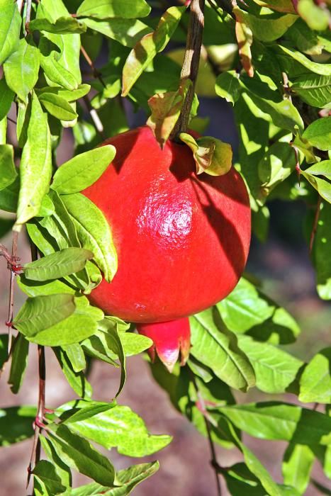 Auf der Bio-Finca S’Hort de Son Morro wachsen rund 500 Bäume, die ab jetzt reife Granatäpfel tragen. Besitzer José Romero weiß, welche Sorten besonders gut munden – und wie man die Früchte am besten s