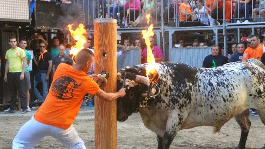 Instante del corte de la cuerda de un &quot;bou embolat&quot;.