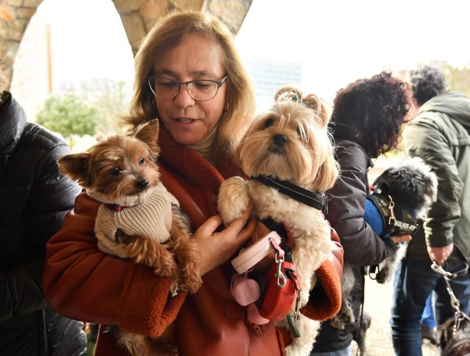 Los animales, recibiendo la bendición.