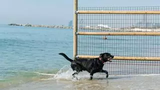 Los perros ya pueden bañarse en la playa de Llevant de Barcelona
