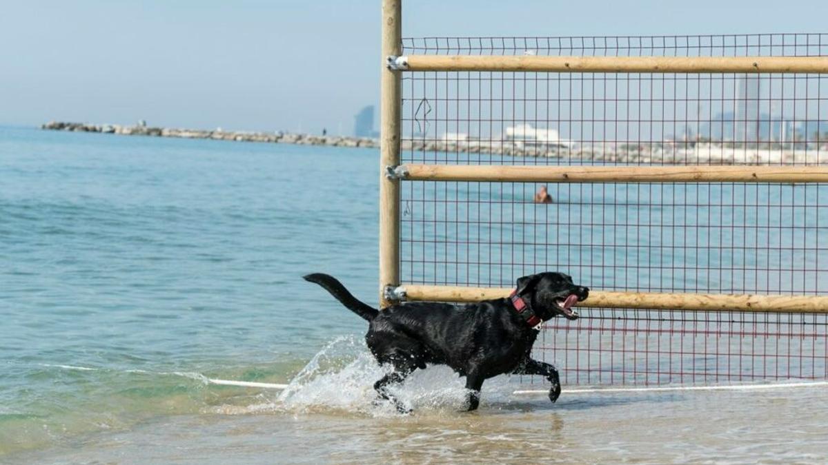 Área para perros de la playa de Llevant de Barcelona