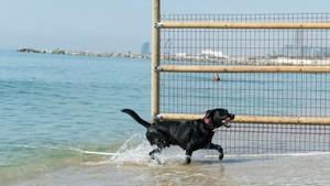 Área para perros de la playa de Llevant de Barcelona