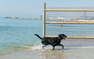Els gossos ja poden banyar-se a la platja de Llevant de Barcelona