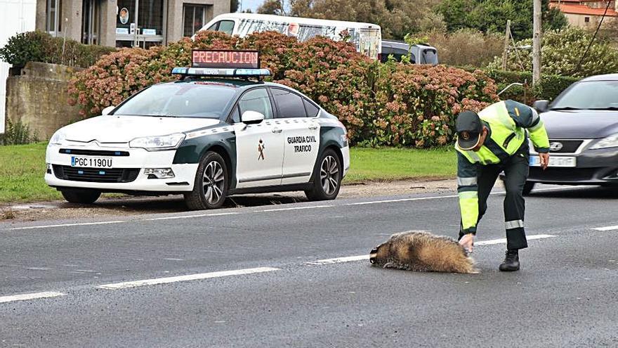 Una patrulla interviene tras el atropello de un animal. |   // GUARDIA CIVIL
