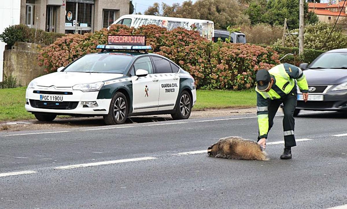 Una patrulla interviene tras el atropello de un animal. |   // GUARDIA CIVIL