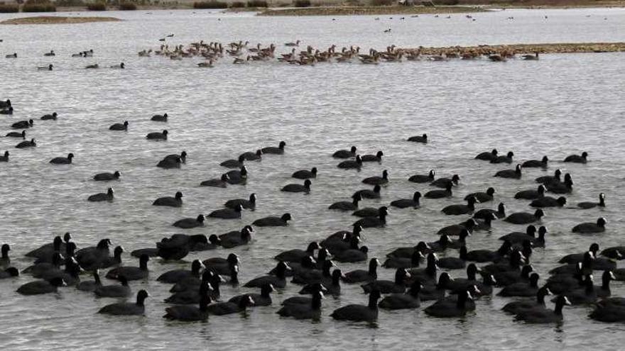 Aves en las Lagunas de Villafáfila.