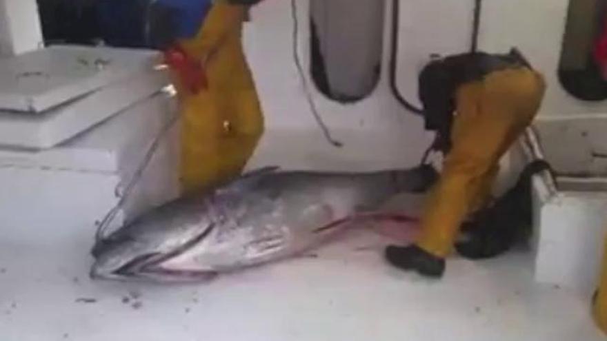 Descargan en el puerto de Calp 5.427 kilos de atún rojo