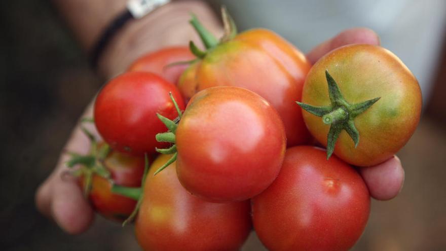 La &#039;tomàtiga de ramellet&#039; ya es un alimento tradicional de Baleares