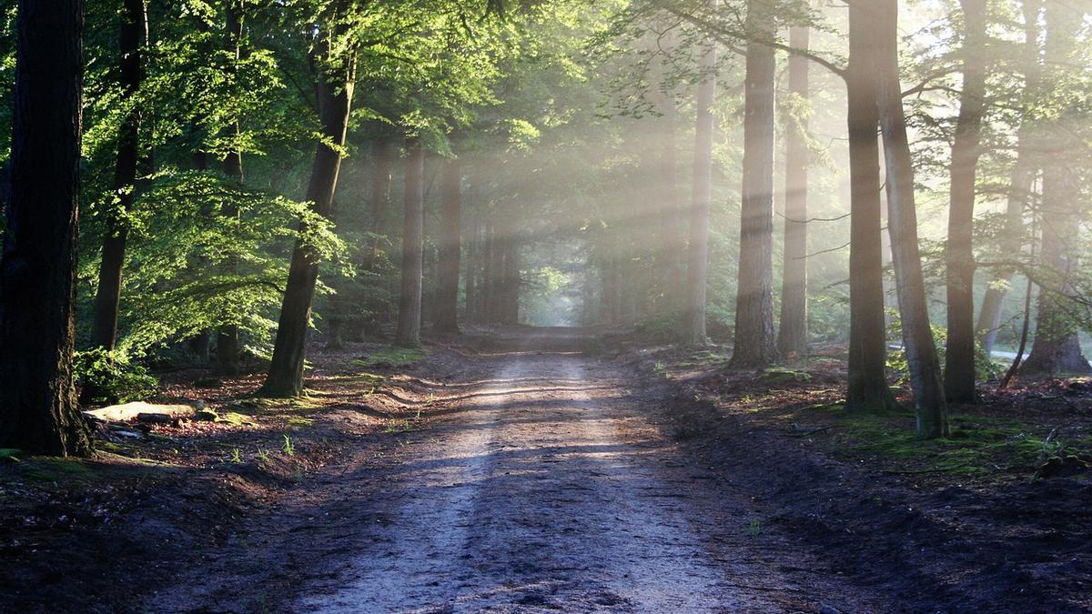 Un paseo por el bosque puede permitirnos escapar de la locura de la vida urbana y restablecer una sensación más equilibrada del tiempo.