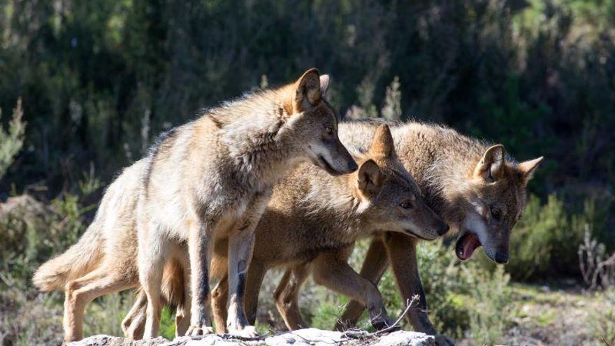 Lambán cede a las presiones y ahora pide permitir la caza del lobo