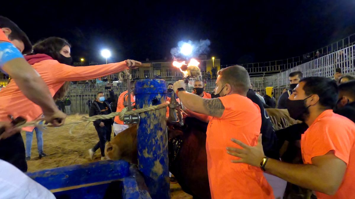 Polémica por la celebración del 'bou embolat' en Vila-real