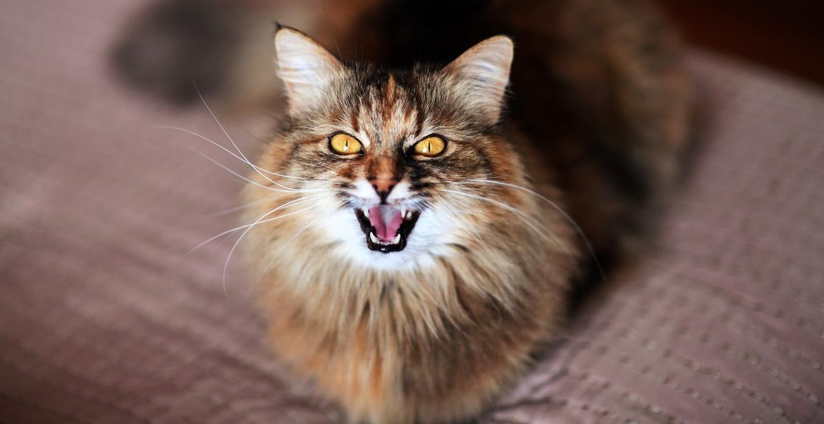 Un gato enfadado