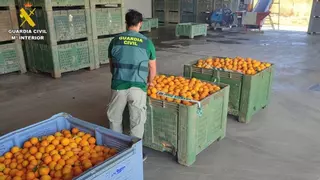 Once investigados por el robo de más de 800 kilos de naranja en Sevilla