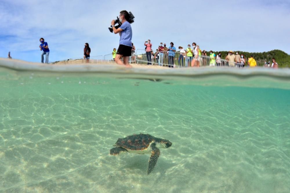 Liberadas 26 tortugas ibicencas en ses Salines