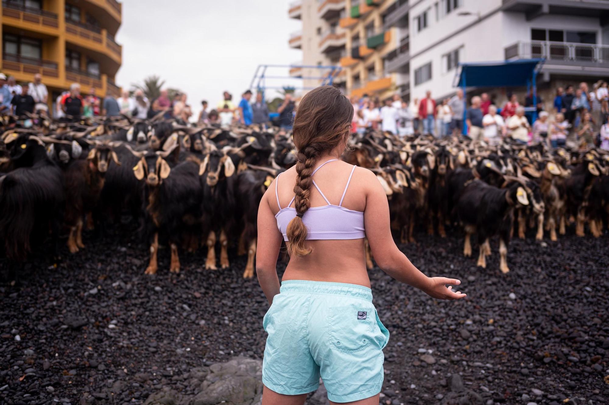 Así transcurrió el baño de las cabras en el Puerto de la Cruz