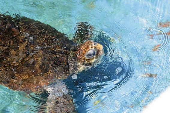 Schwer verletzt kam die Schildkröte zur Pflegestation im Palma Aquarium. Knapp ein Jahr später steht sie kurz vor der Freilassung.