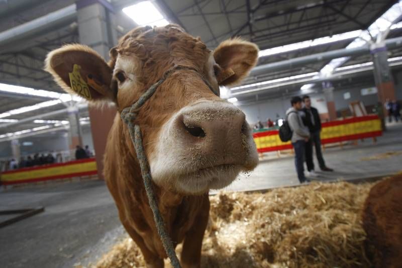 Fotogalería de la inauguración de Figan