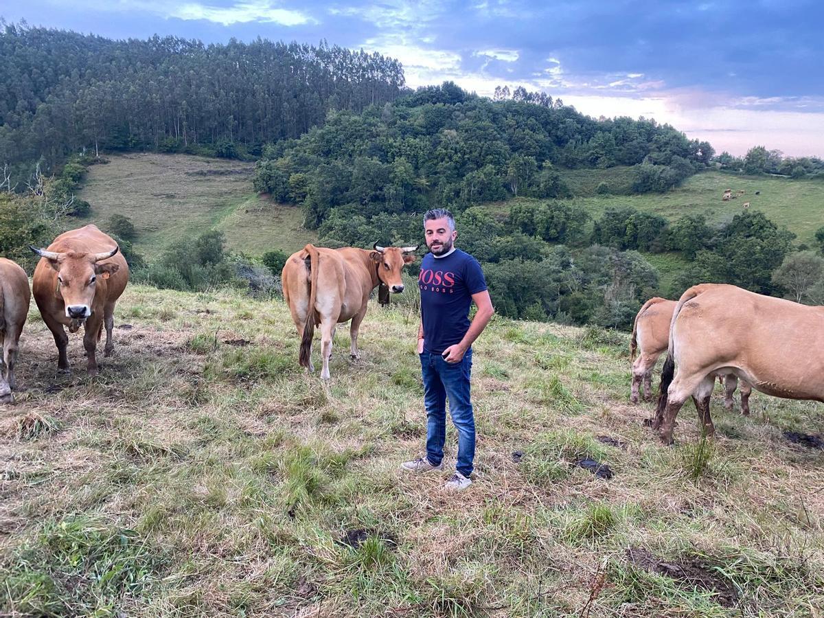 Pedro Llera, con parte de su ganado en una finca de Santa Eugenia, en Villaviciosa.