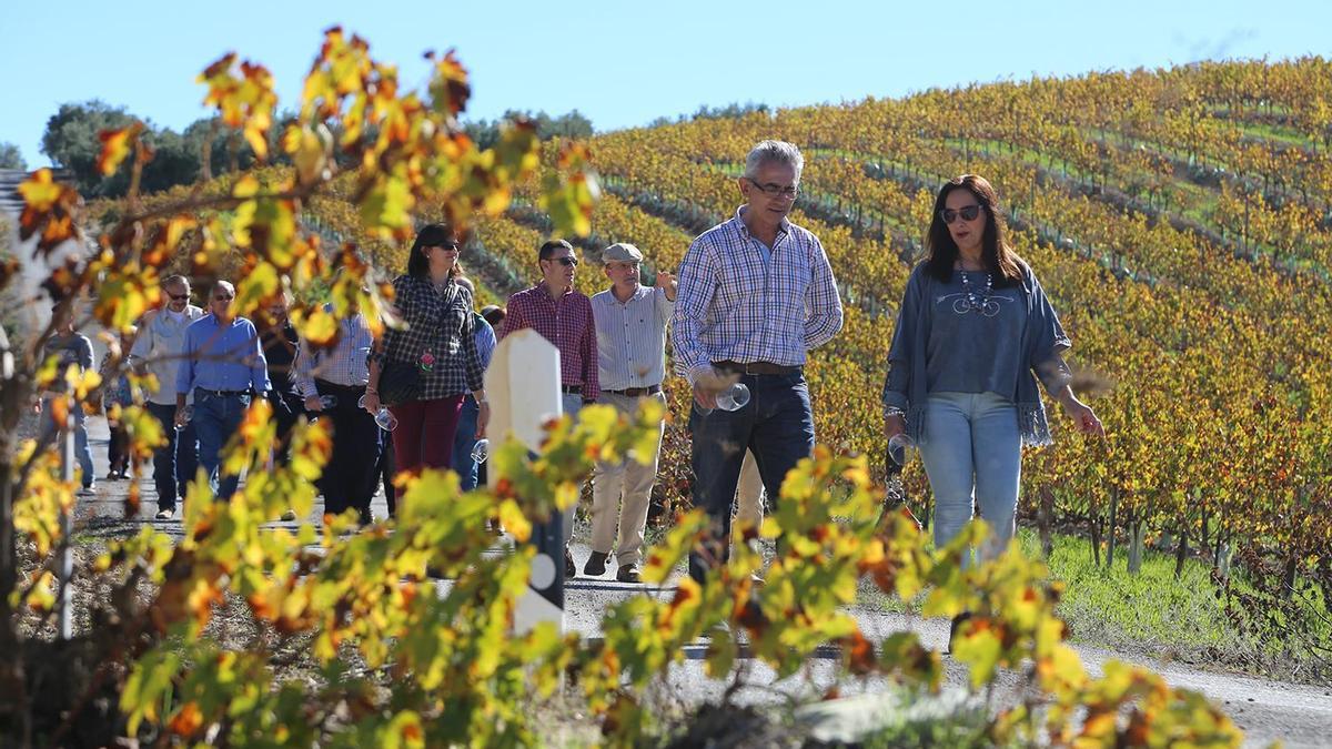 Un grupo de visitantes pasea por un viñedo situado en la Sierra de Montilla.