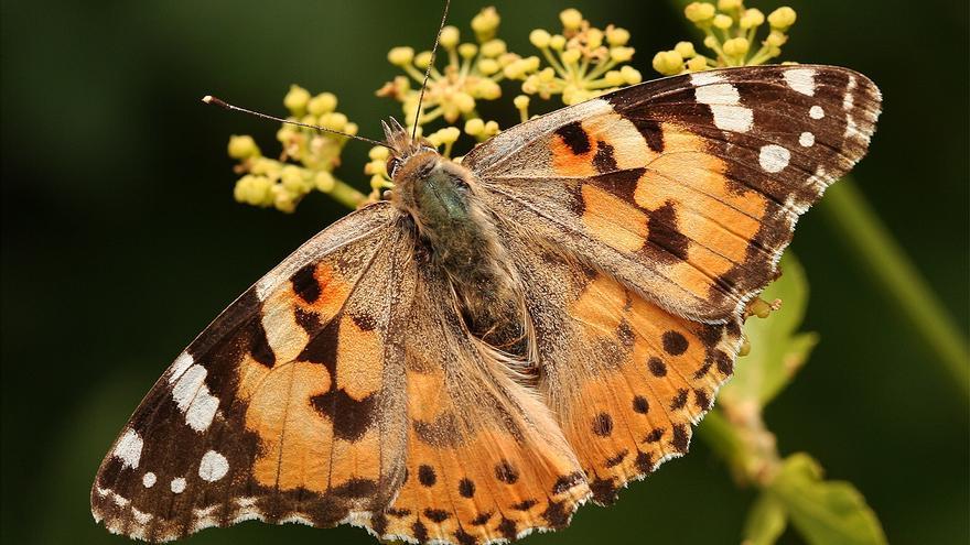 El increíble vuelo migratorio de la mariposa de los cardos: 12.000 kilómetros a lo largo de seis generaciones