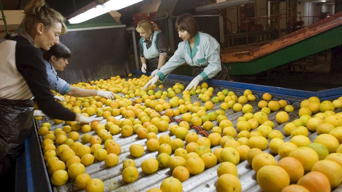 Un grupo de operarios supervisa los frutos que saldrán al mercado. 