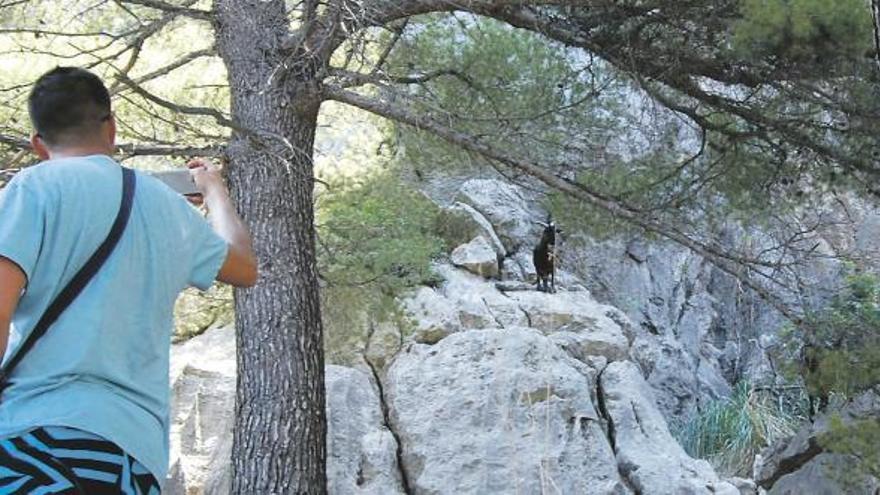 Cazadores de cabra con lazo saldrán una vez al mes a la finca de Ariant