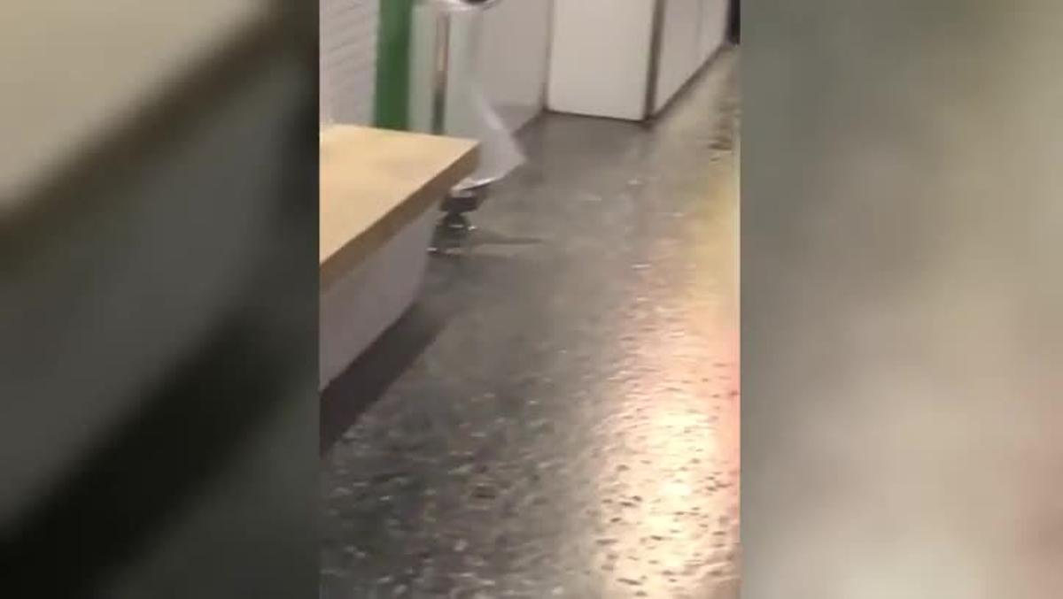 Ratones paseando por la estación Espanya de la línea 3 del metro de Barcelona.