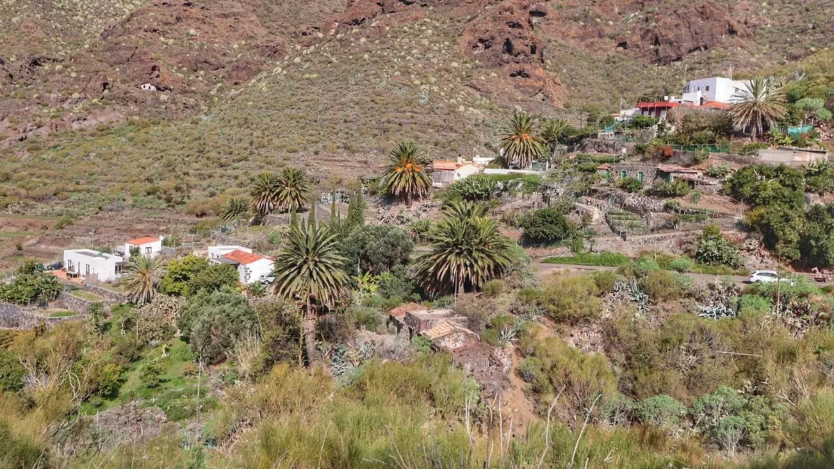 La Canarias vaciada en Los Carrizales en Buenavista del Norte