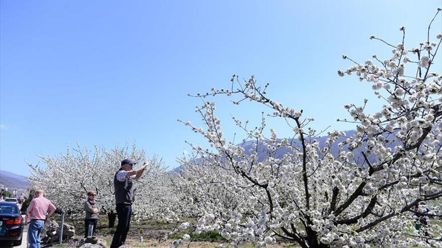 Piden a los visitantes que no arranquen ramas de los cerezos