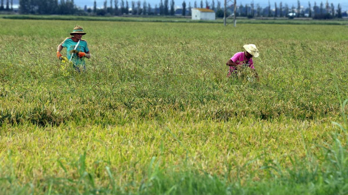 Agricultores de Sueca, en un campo de arroz.