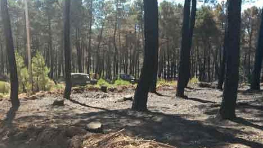 Los forestales revisan una de las zonas afectadas por el fuego.