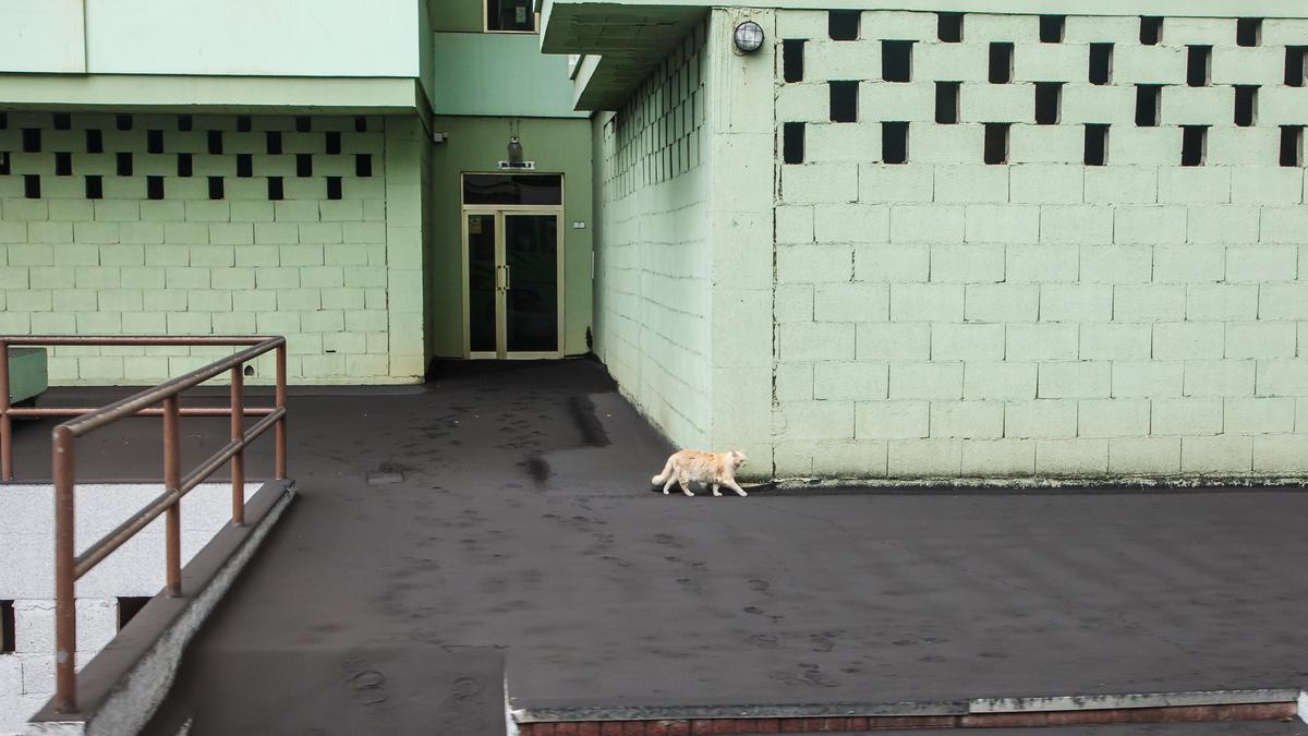 Archivo - Un gato camina por una vía cubierta de ceniza en Puerto Naos