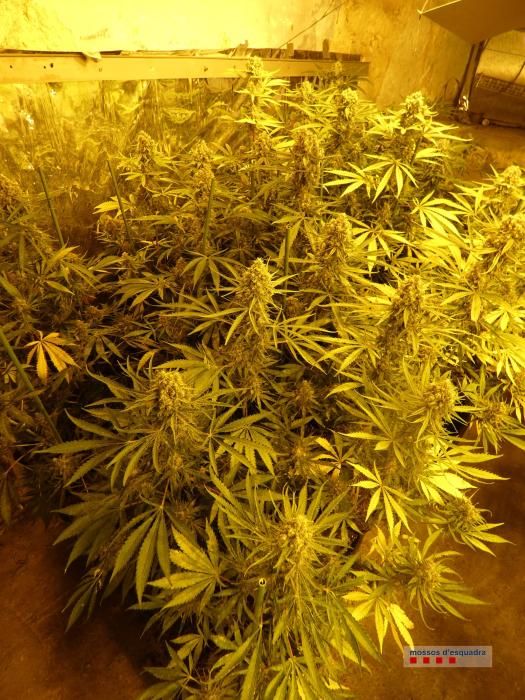 Tres detinguts per cultivar 900 plantes de marihuana en una masia de Torrent