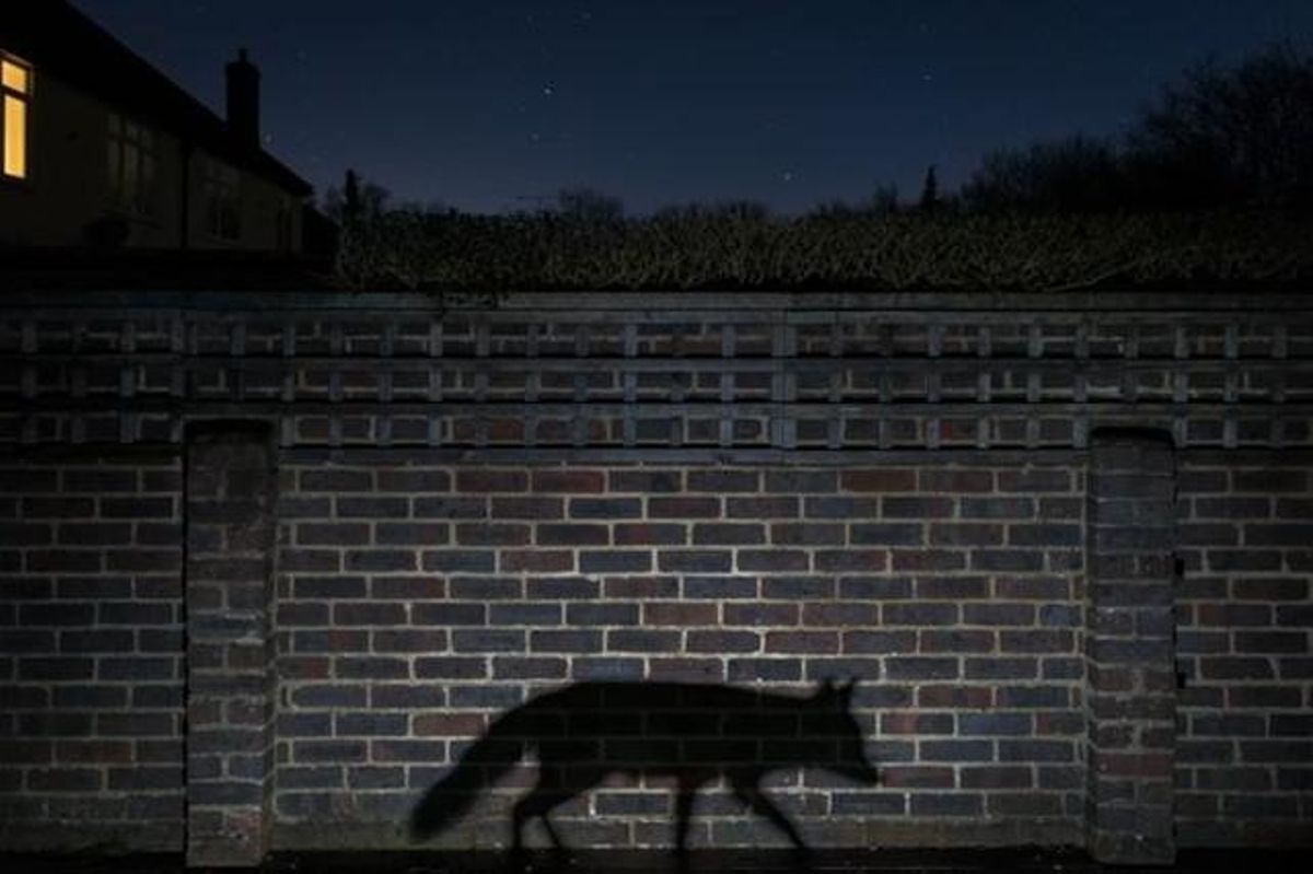 Shadow Walker