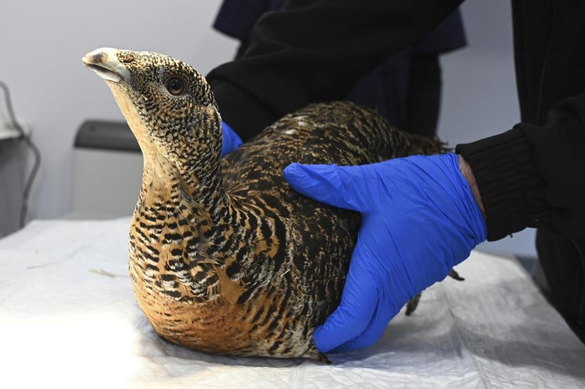 Uno de los pollos nacidos en cautividad en León