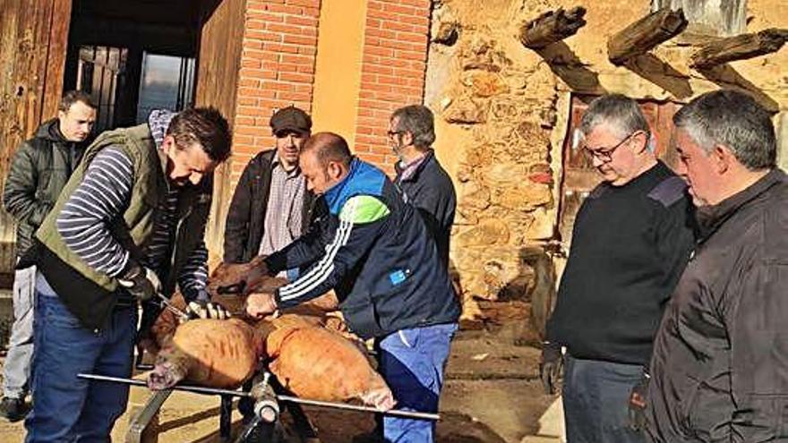 Preparando el animal ya sacrificado para colgarlo.