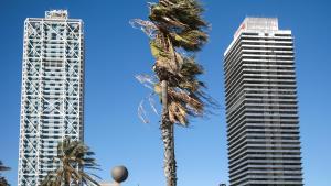 17/01/2023 Una palmera se mueve a causa del temporal, a 17 de enero de 2023, en Barcelona, Catalunya (España). El séptimo gran temporal de la temporada ha traído viento, oleaje, nevadas y lluvias a las cuatro provincias catalanas, que vivirán un descenso en las temperaturas. La borrasca Gérard, que se adelanta a Fien, ha puesto en alerta por nieve a Barcelona, Girona y Lleida con un riesgo importante de nevadas, según los avisos emitidos por la Aemet. La borrasca también removerá el mar y se espera fuerte oleaje y fenómenos costeros en Barcelona, Tarragona y Girona. SOCIEDAD Kike Rincón - Europa Press