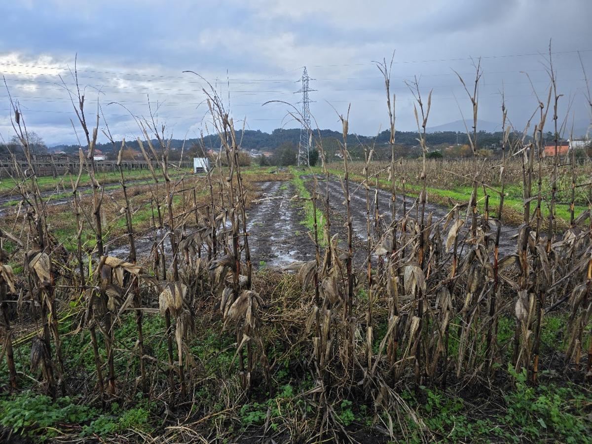 Un maizal impracticable en la actualidad.
