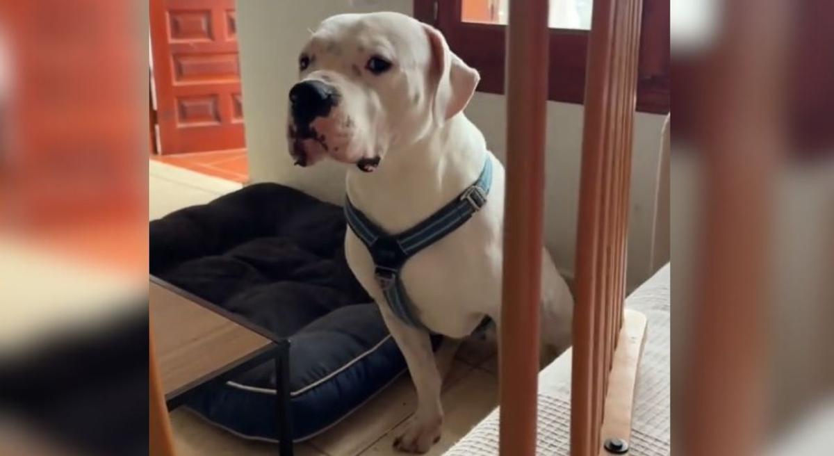 El Dogo Argentina adoptado por una española que solo atiende al acento de su país.