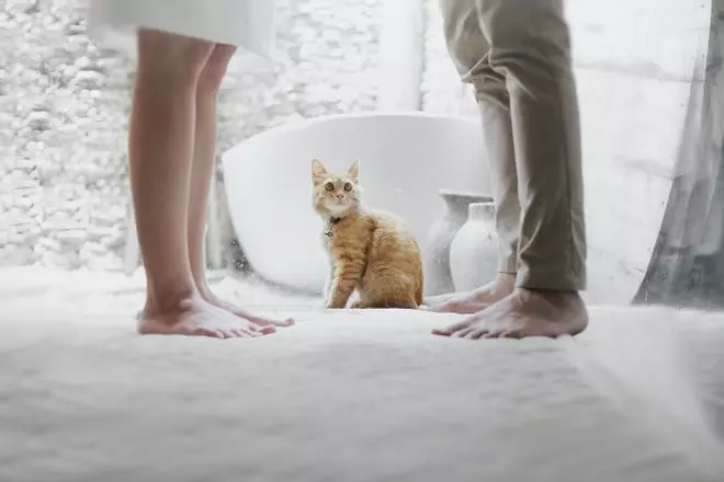 Por qué tu gato te sigue a todas partes: las 6 razones que te daría si pudiese hablar