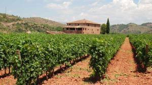 Los viñedos de Casa Gran del Siurana que se extienden alrededor de la antigua masía La Casa Gran.