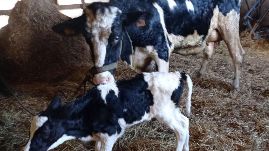 El otro milagro de la vaca Lola