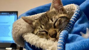 Gossos i gats també emmalalteixen de Covid-19: així es contagien i aquests són els seus símptomes