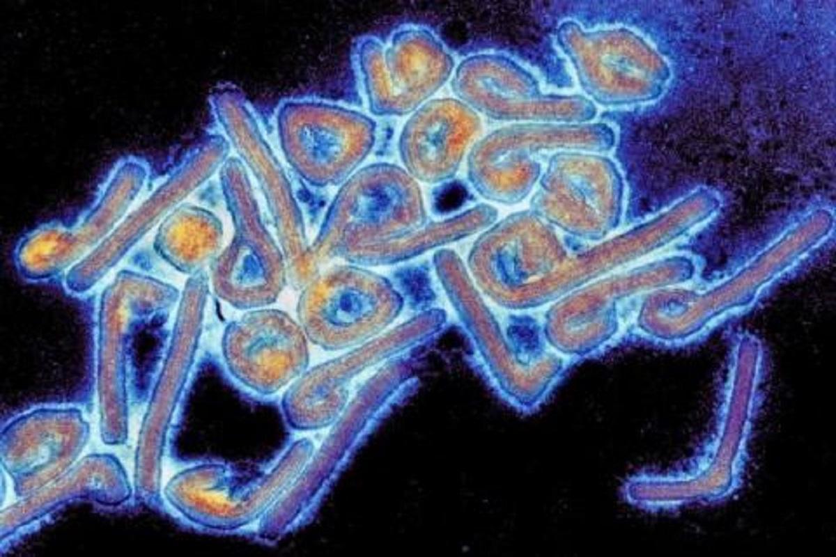 Virus de Marburg, una amenaça pròxima, real i mortal