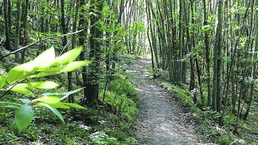 Un castañedo del parque natural de Redes.