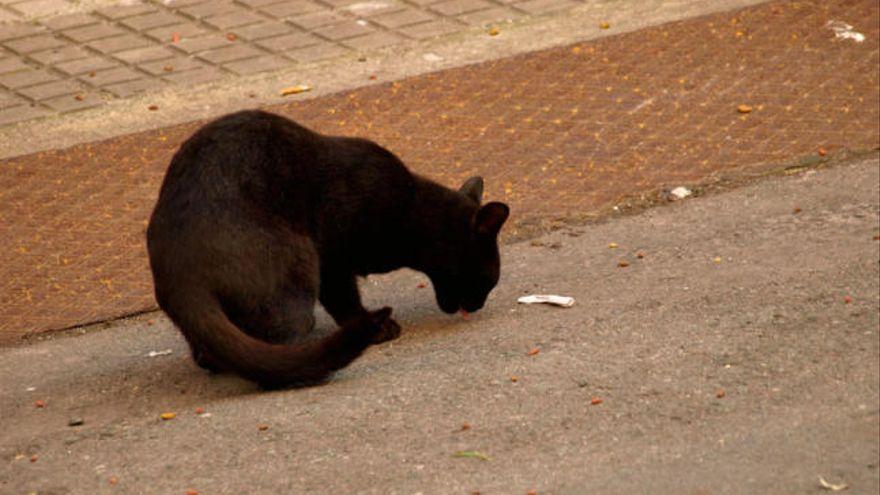 Un gato callejero en A Coruña.